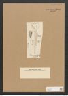 Berkeleya rutilans var. plumosa (Kuetz.) Grun. (de-Toni-Nr.: Genus 21, Species 1218) Zeichnungen Sammlung Grunow Nr. 2354 (NHMW-BOT-W0369487)